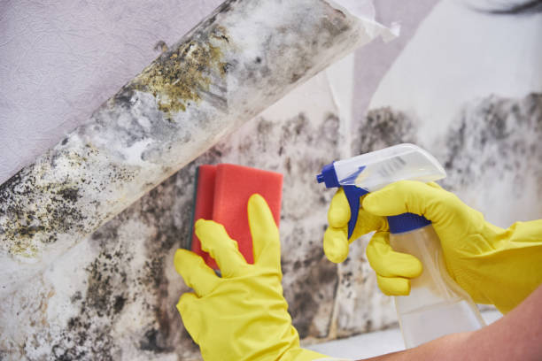 Best Mold Odor Removal Services  in Mineralwells, WV